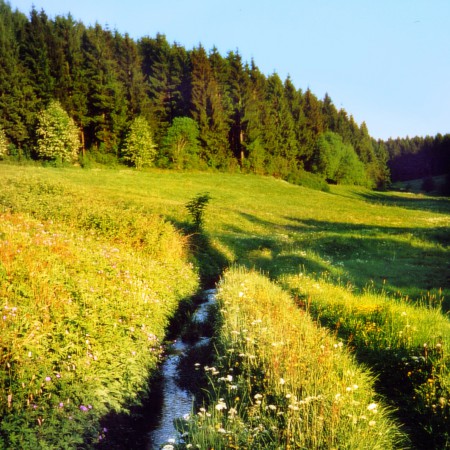 Bachlauf mit Wiesen.